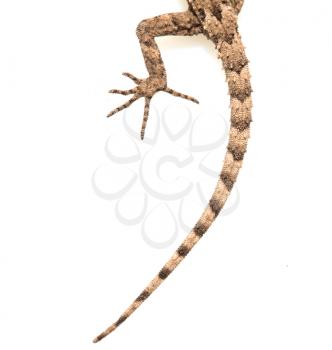 paw and tail of a lizard on a white background. Macro