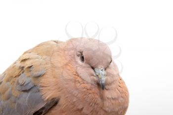 Portrait of a dove on a white background