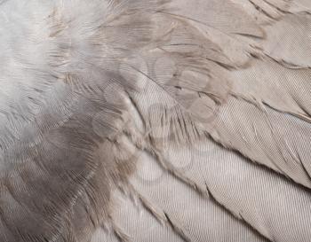 Background from feathers of a dove. macro
