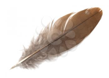 feather on white background