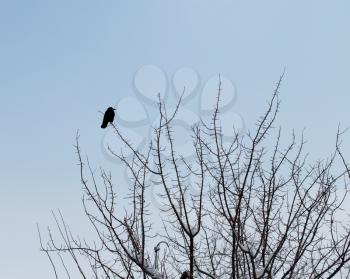 crow on a tree in winter