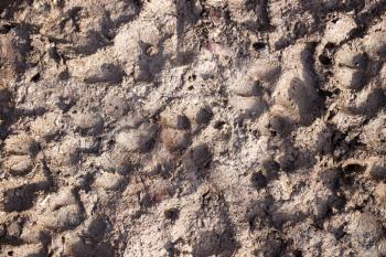 dog footprints in the mud