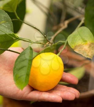 Lemon on a branch in the hand