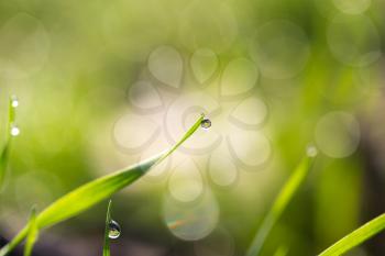 dew drops on the green grass. macro