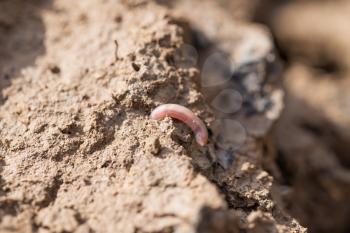 a worm on the ground. Macro