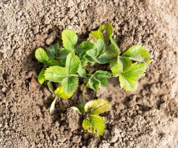 strawberry leaves in the soil