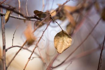 last autumn leaf on a tree