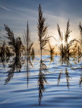 reeds on a lake at sunset