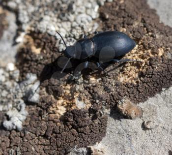 black beetle in nature. macro