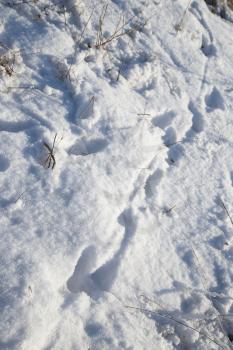 spoor in the snow