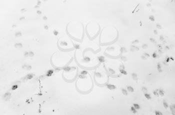 dog footprints on white snow