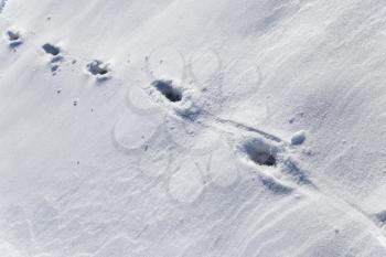 footprints in the snow