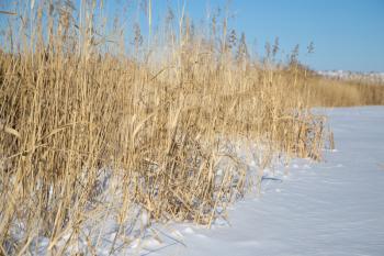 reeds in winter nature