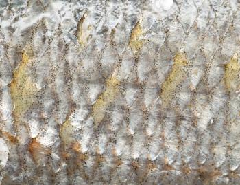 background of fish scales. macro