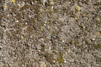 green moss on a concrete wall