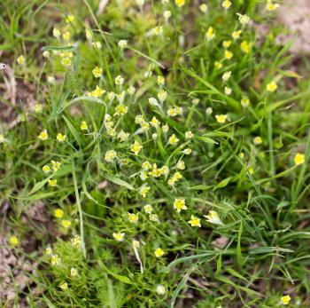 Small yellow flowers grass