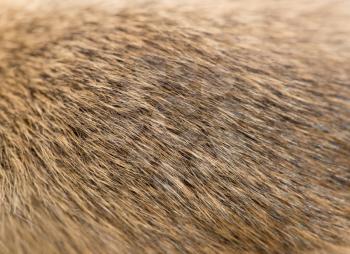 fur as background