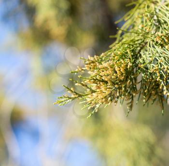 Thuja orientalis Pine Tree