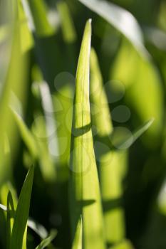leaves of grass in nature. Macro