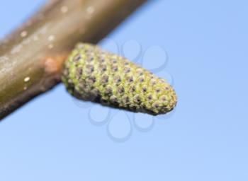buds on a branch of walnut