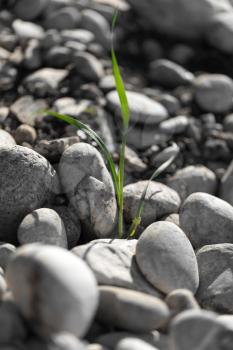 grass growing in the rocks