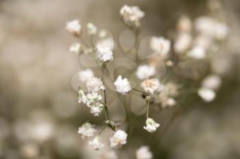 small white flowers. macro