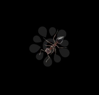 ant on a black background. macro