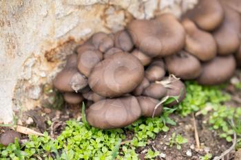 oyster mushrooms in nature