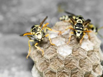 Wasp Nest with Pupae