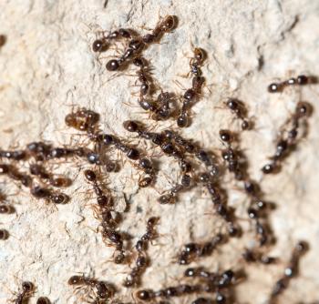 thousands of black ants on stony ground