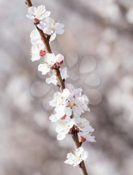 flowers on a tree in spring