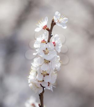 flowers on a tree in spring