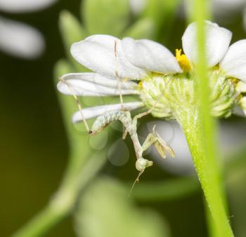 mantis on flower. macro