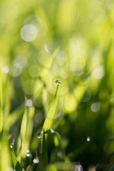 dew drops on green grass