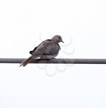 dove on the antenna