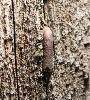 old rusty nail in the piece of wood. macro