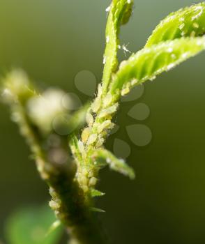 Aphids Under a Leaf