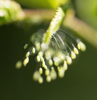insect eggs on a green leaf. macro
