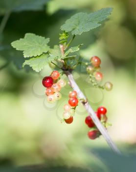 red currant on nature