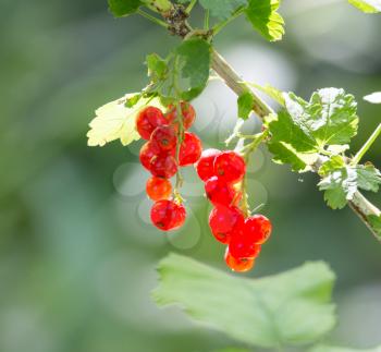 red currant on nature