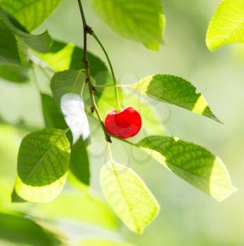red cherry on nature