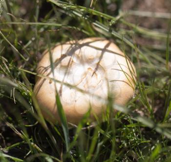 mushroom in nature
