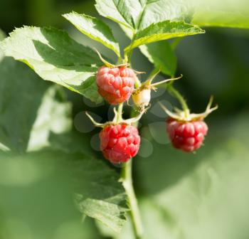 ripe raspberry on bush on nature