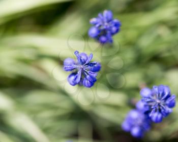 blue flower on nature. macro