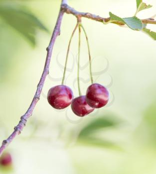 ripe cherries on the tree