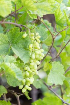 young grapes on nature