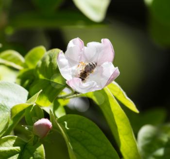 bee on flowers tree