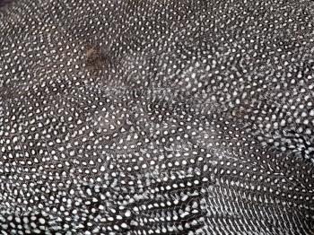 Beautiful abstract background consisting of guinea fowl feathers