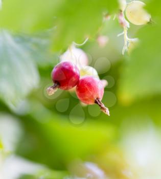 red currant in nature. macro