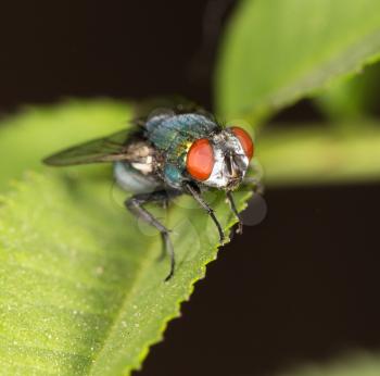 fly in nature. close-up